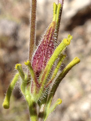 Cordylanthus rigidus