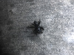 Sphodros niger