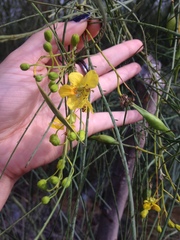 Parkinsonia aculeata