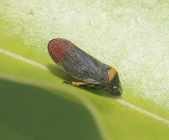 Eoscarta roseinervis