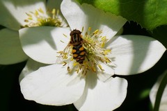 Parhelophilus integer