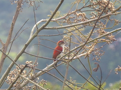 Dryobates callonotus