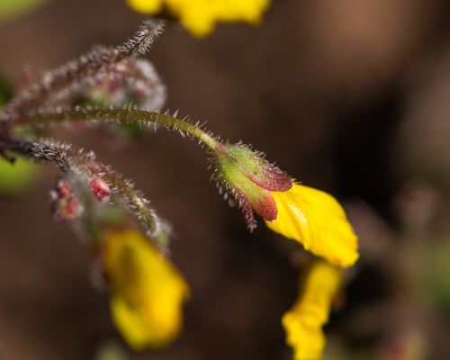 Oxalis laxa, photograph 6