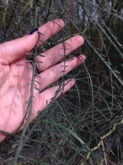 Parkinsonia aculeata