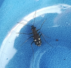 Calomera aphrodisia