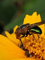 Copestylum vesicularium