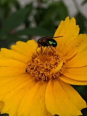 Copestylum vesicularium