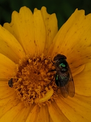 Copestylum vesicularium