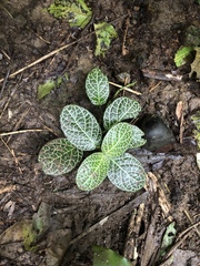 Fittonia albivenis