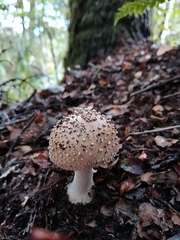 Amanita australis