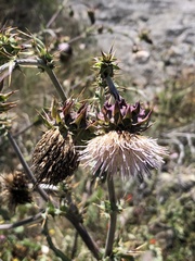 Cirsium fontinale obispoense
