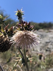 Cirsium fontinale obispoense