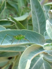Platylyra californica