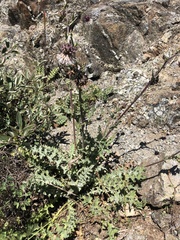 Cirsium fontinale obispoense