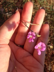 Tephrosia vicioides