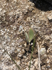 Cirsium fontinale obispoense