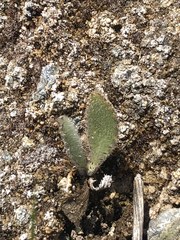 Cirsium fontinale obispoense
