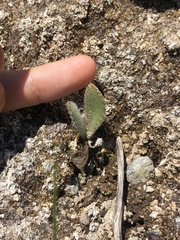 Cirsium fontinale obispoense