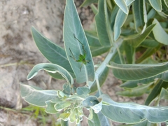 Platylyra californica