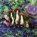 Cortinarius Sect. Persplendidi - Photo (c) foreverfungi, some rights reserved (CC BY), uploaded by foreverfungi