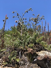 Cirsium fontinale obispoense