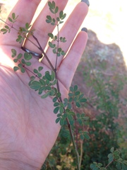 Erythrostemon palmeri