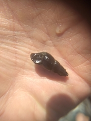 Juga plicifera