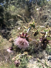 Cirsium fontinale obispoense