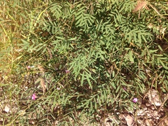 Tephrosia vicioides