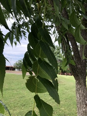 Carya illinoinensis