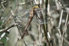 Neurocordulia molesta