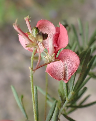 Image of Indigofera verrucosa by (c) Nicola van Berkel, some rights reserved (CC BY-SA)