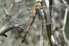 Neurocordulia molesta