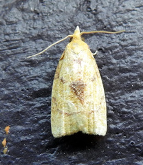 Cenopis mesospila
