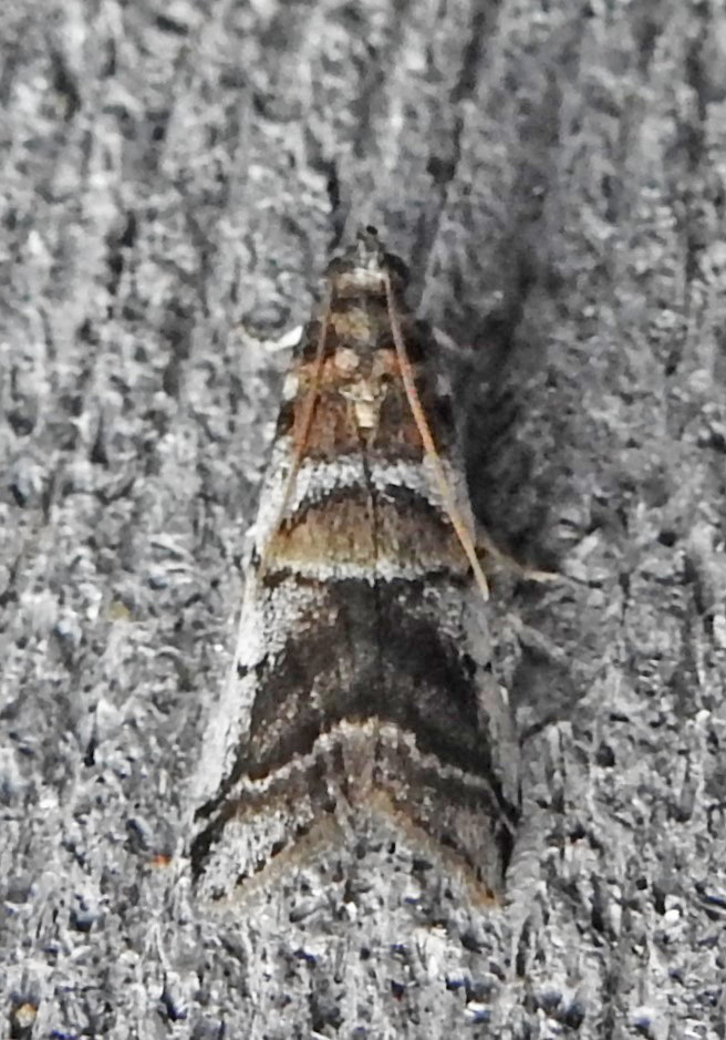 Leaf Crumpler Moth