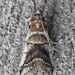Acrobasis indigenella - Photo (c) joannerusso,  זכויות יוצרים חלקיות (CC BY-NC), uploaded by joannerusso