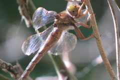 Neurocordulia molesta