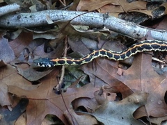 Thamnophis cyrtopsis ocellatus