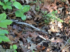 Thamnophis cyrtopsis ocellatus