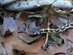 Thamnophis cyrtopsis ocellatus