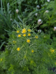Matricaria