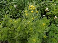 Matricaria