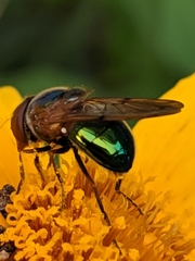 Copestylum vesicularium