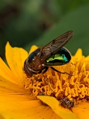 Copestylum vesicularium