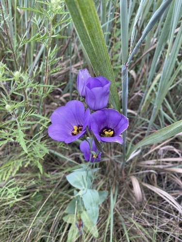 Image of Eustoma russellianum by no rights reserved
