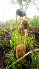 Osmundastrum cinnamomeum