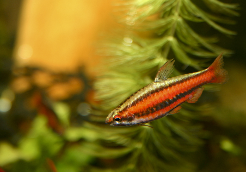 Poisson-crayon corail (Nannostomus mortenthaleri)
