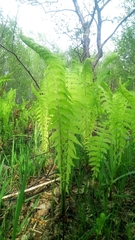 Osmundastrum cinnamomeum