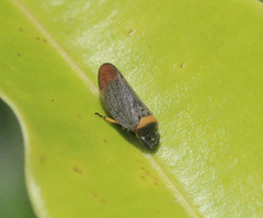 Eoscarta roseinervis