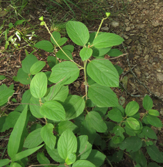 Ceanothus americanus